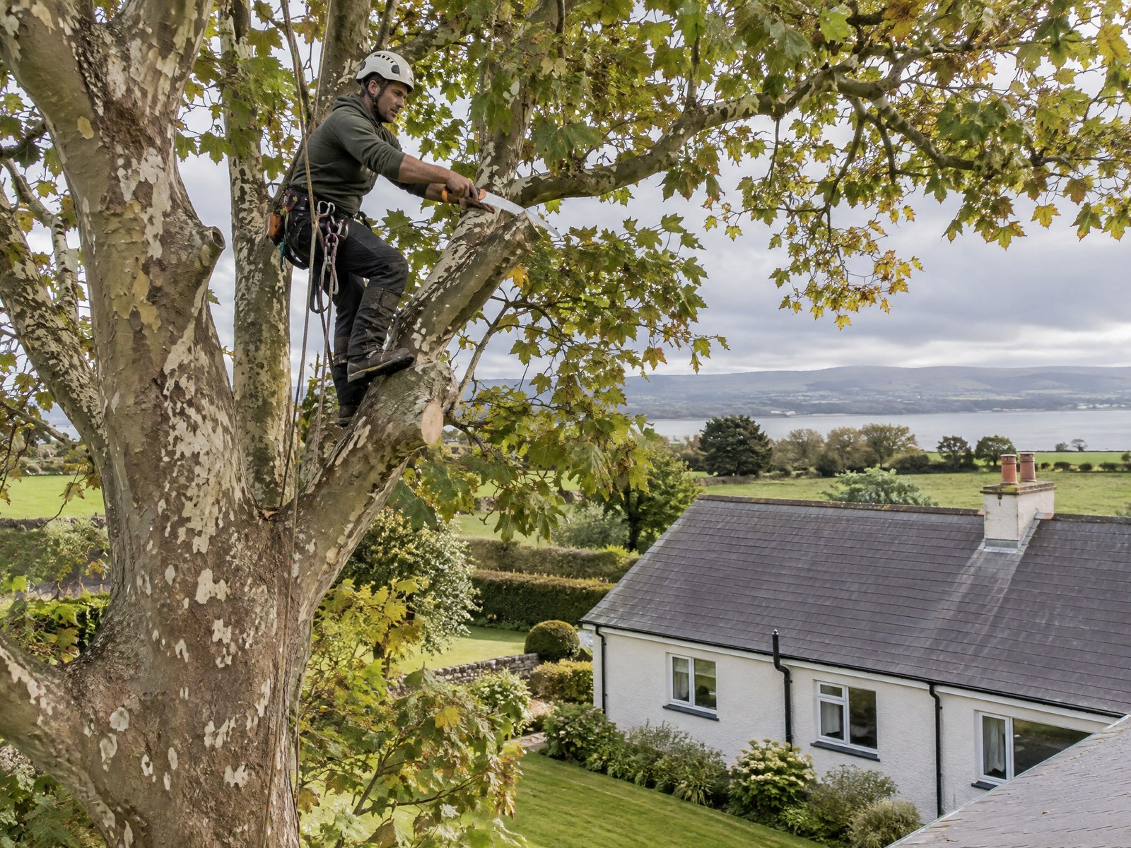 Arborist pruning a sycamore beside a Northern Irish bungalow