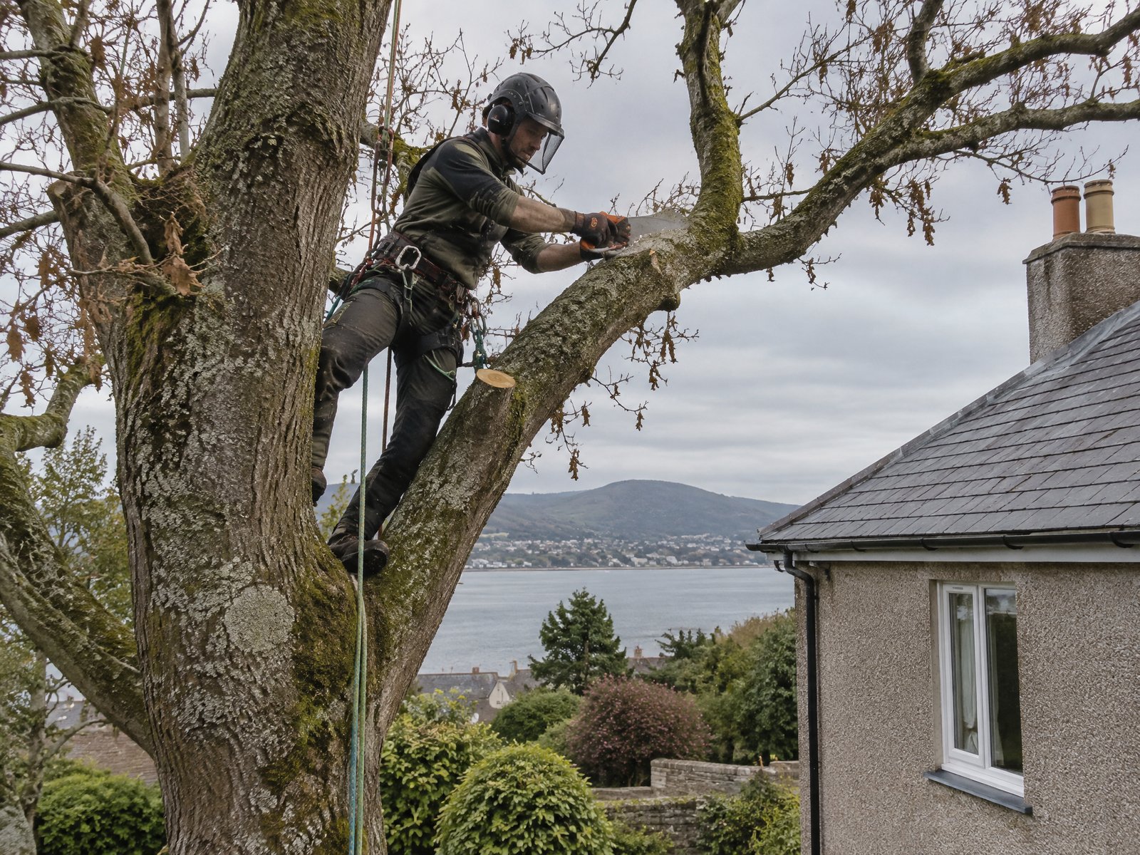 Tree Services